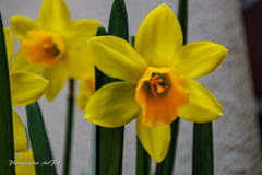 春へのファンファーレ