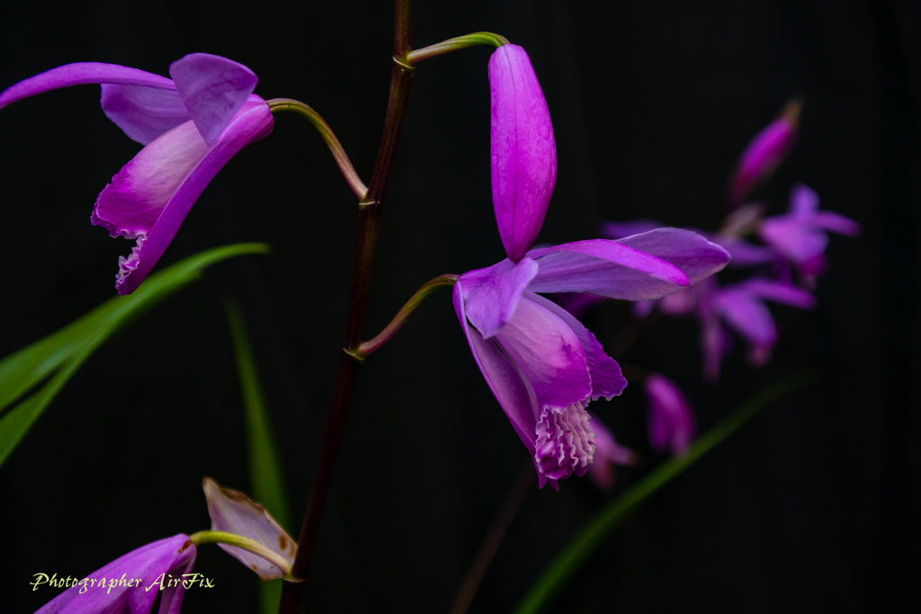 Bletilla striata Ⅱ