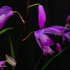 Bletilla striata Ⅱ