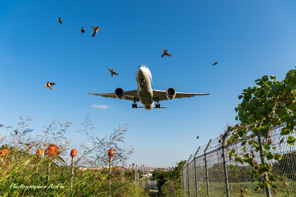 Sanctuary for airplane photography 3