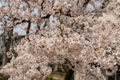 cherry blossoms