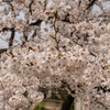 cherry blossoms