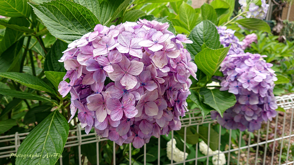 紫陽花#1