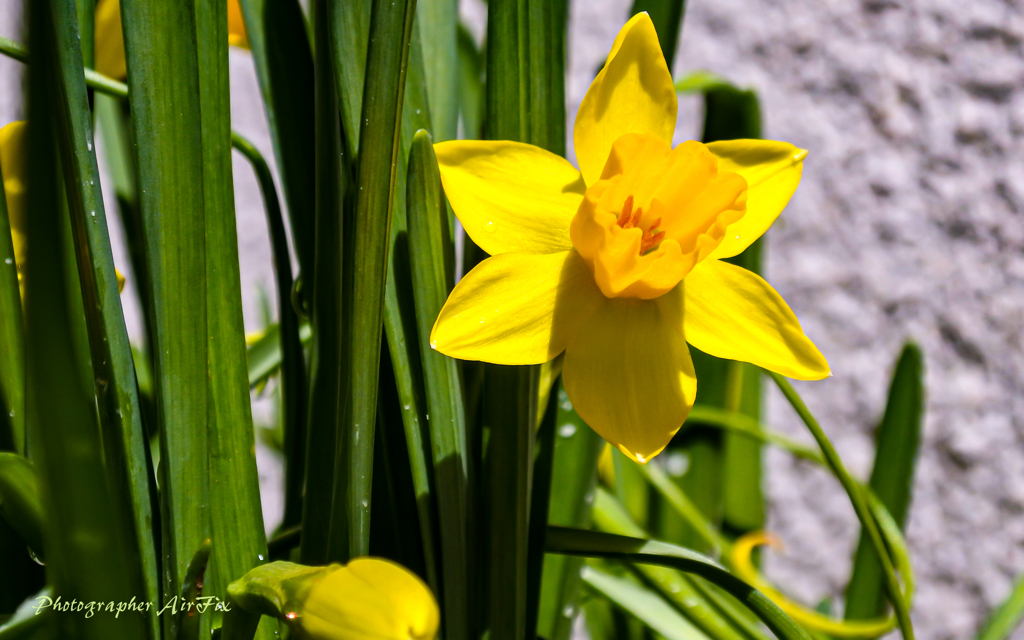 My-Home Flower 6