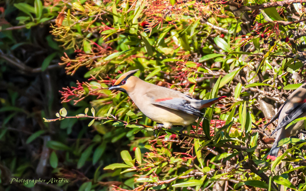 bird‐watching 2