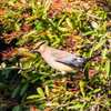 bird‐watching 2