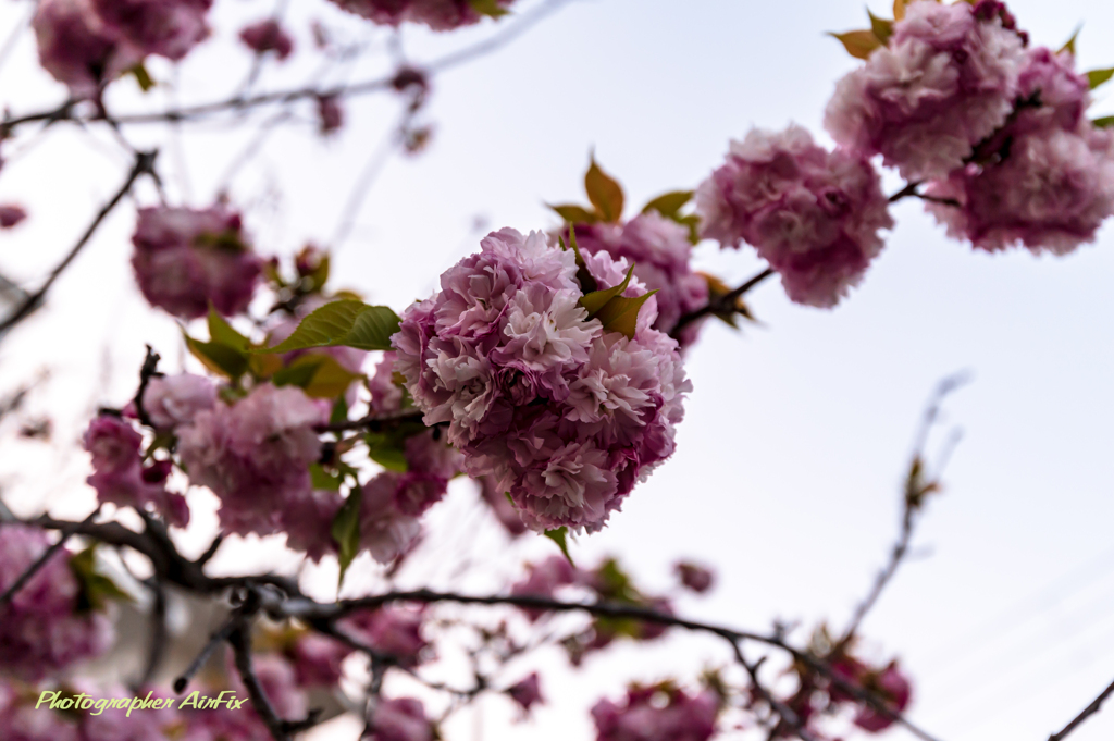 SAKURA Ⅴ