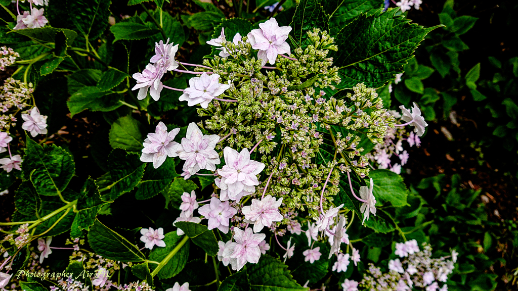紫陽花#3