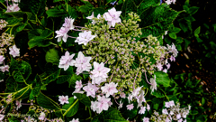紫陽花#3