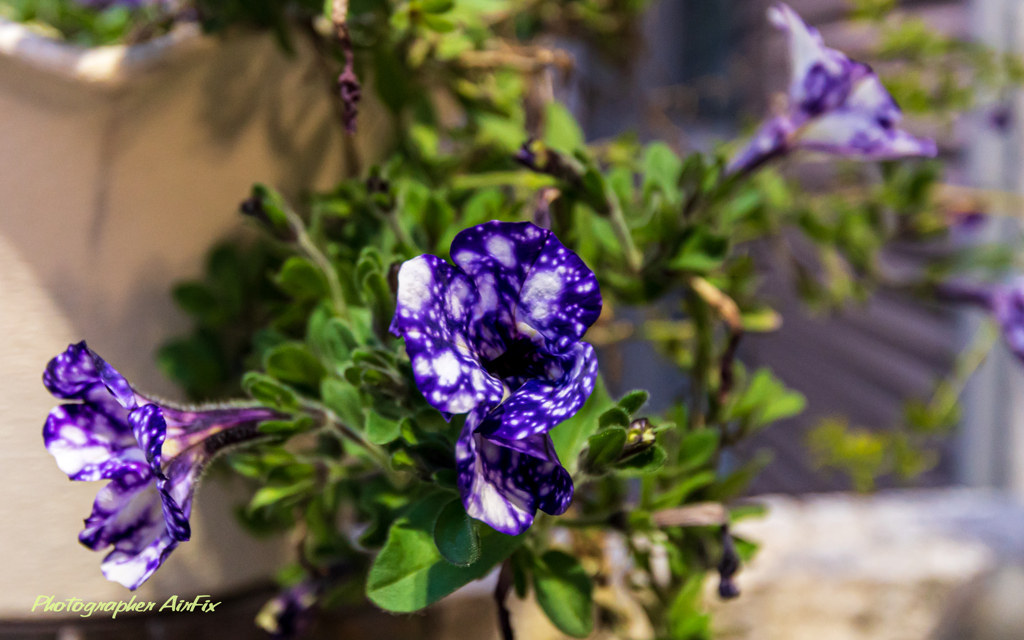 flowers Ⅴ