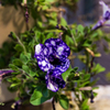 flowers Ⅴ