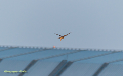 この子は確か・・・4