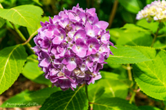 公園の紫陽花Ⅲ