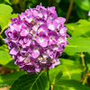 公園の紫陽花Ⅲ