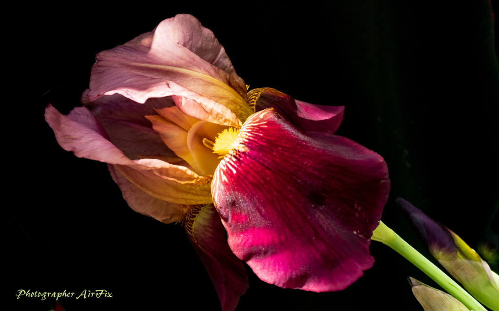 flowers in my garden#3