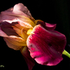 flowers in my garden#3