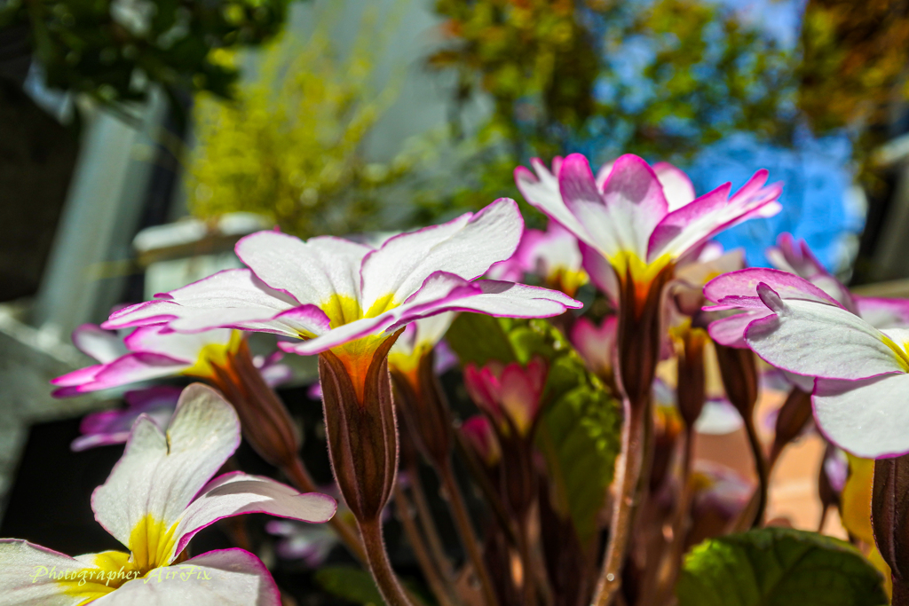 My-Home Flower 3