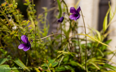 flowers Ⅳ