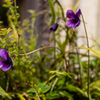 flowers Ⅳ