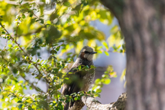 bird‐watching 10