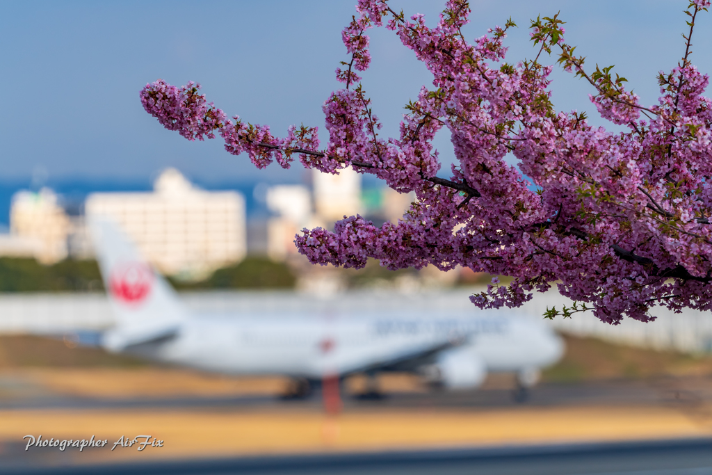 サクラ・咲く