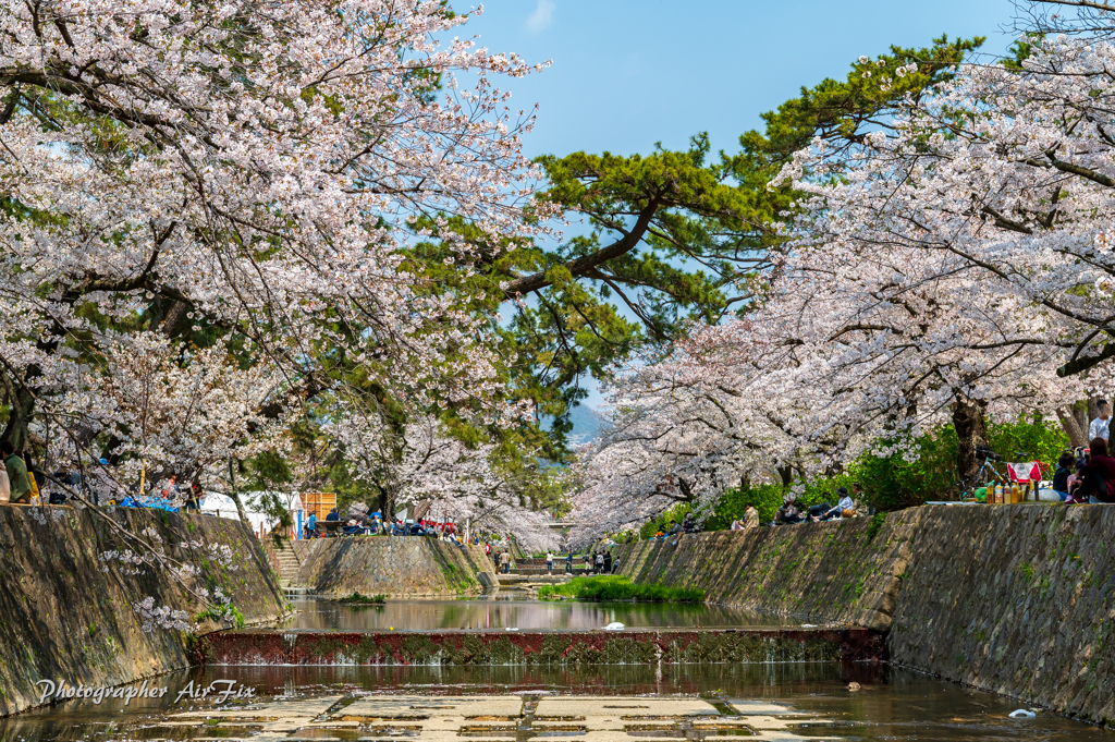 cherry blossoms Ⅳ