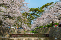 cherry blossoms Ⅳ