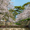 cherry blossoms Ⅳ
