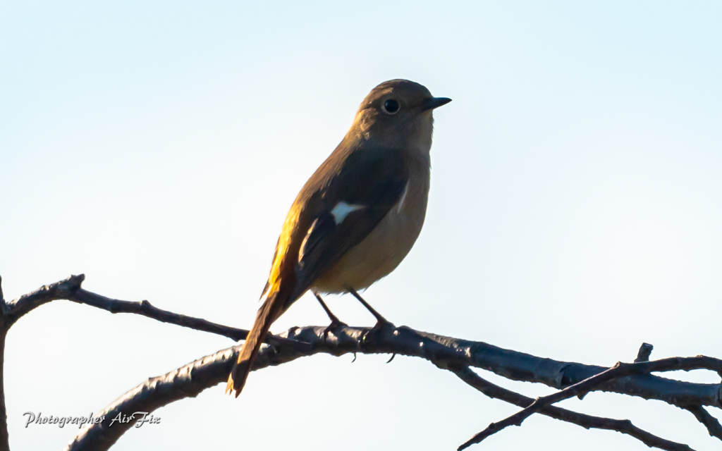 Sky parkの鳥さん