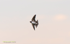 swallow