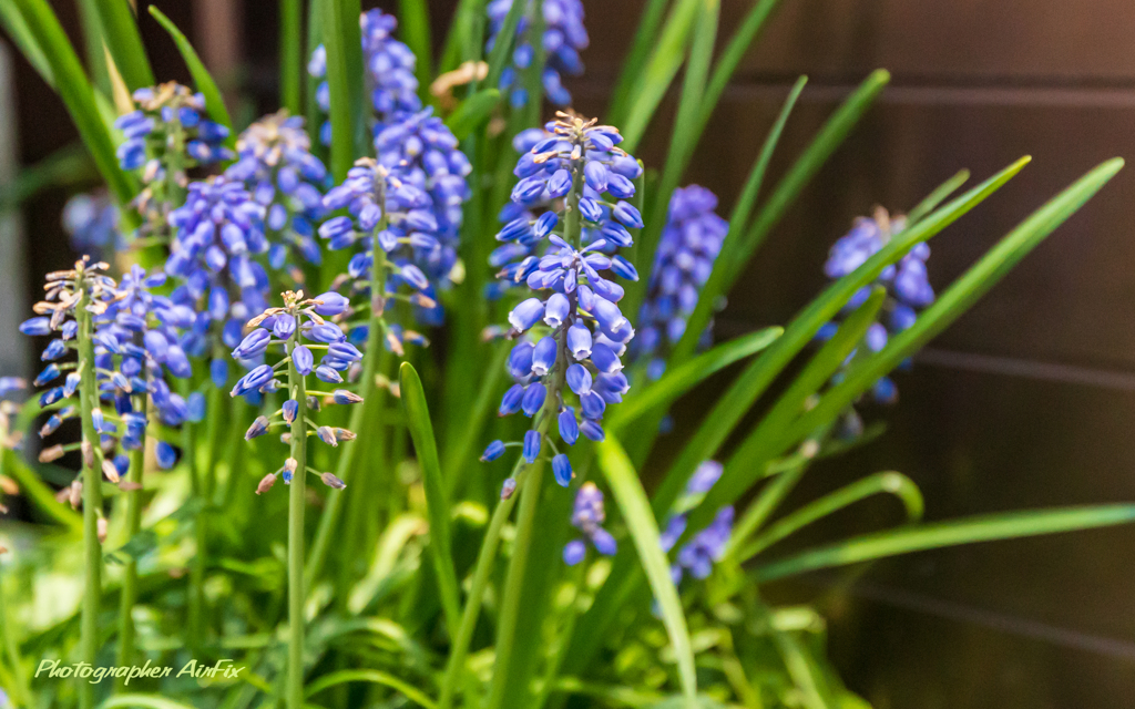 flowers Ⅲ