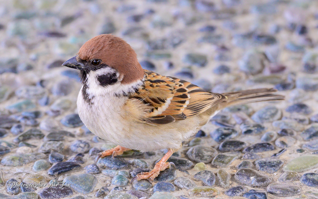 break time（すずめさん）