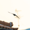 swallow 2