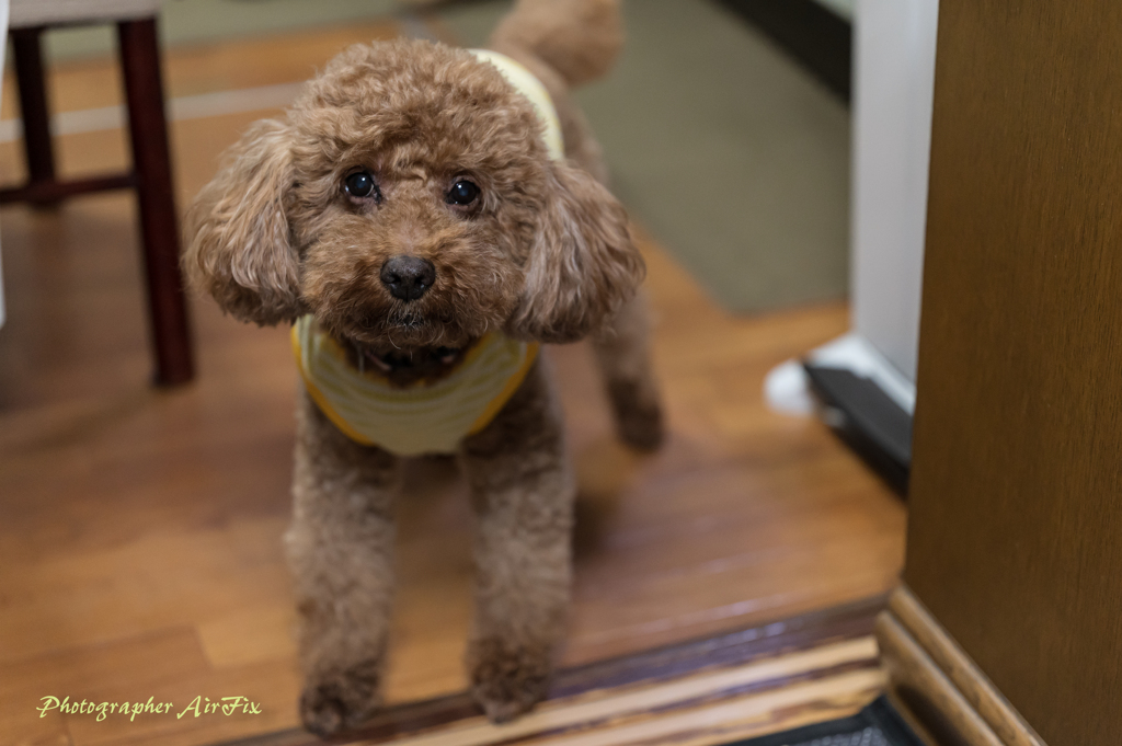 今更・・・瞳AFテスト