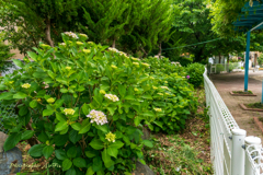 公園の紫陽花