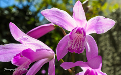 Hyacinth orchid（ヒヤシンス・オーキッド）