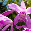 Hyacinth orchid（ヒヤシンス・オーキッド）