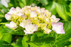 公園の紫陽花Ⅵ