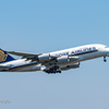 SInGAPORE AIRLInES A380 in NRT さくらの丘