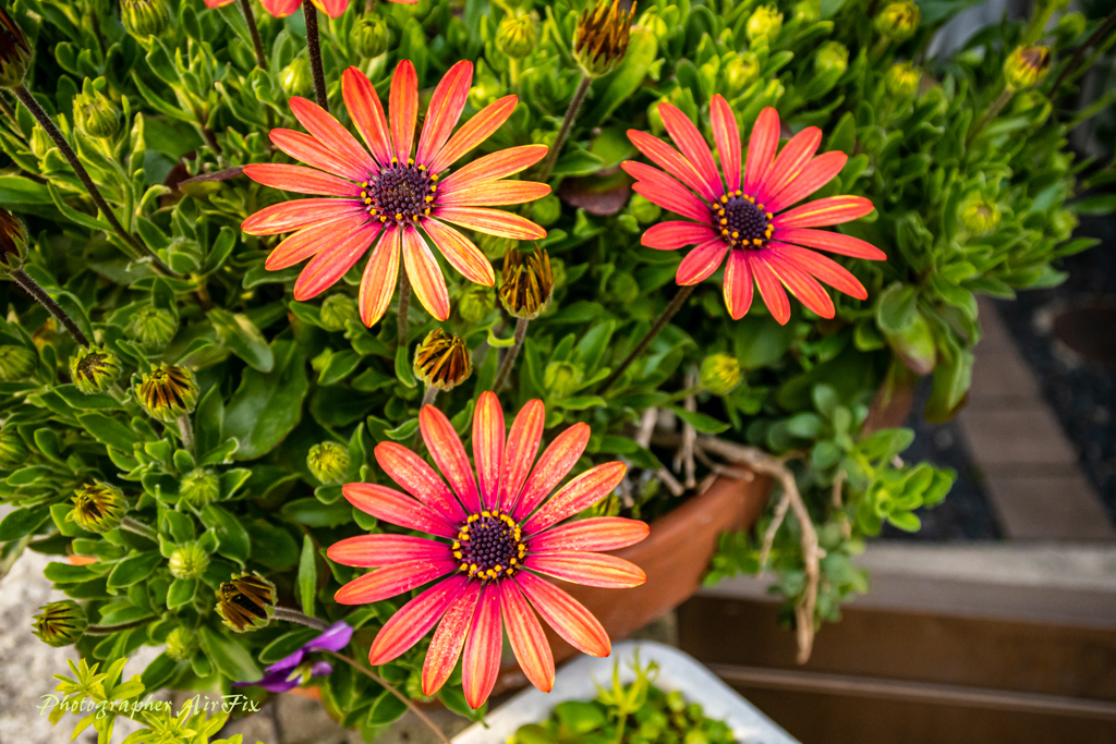 我が家の花たちⅣ