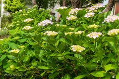 公園の紫陽花Ⅱ