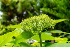 公園の紫陽花Ⅴ