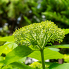 公園の紫陽花Ⅴ