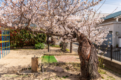 2025'03'29 桜Ⅱ