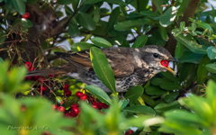 bird‐watching 5
