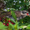 bird‐watching 5