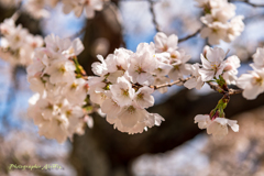 2025'03'29 桜Ⅲ