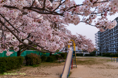 SAKURA Ⅲ