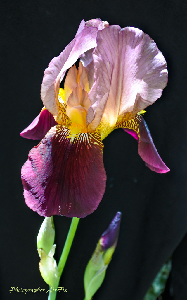 flowers in my garden