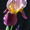 flowers in my garden